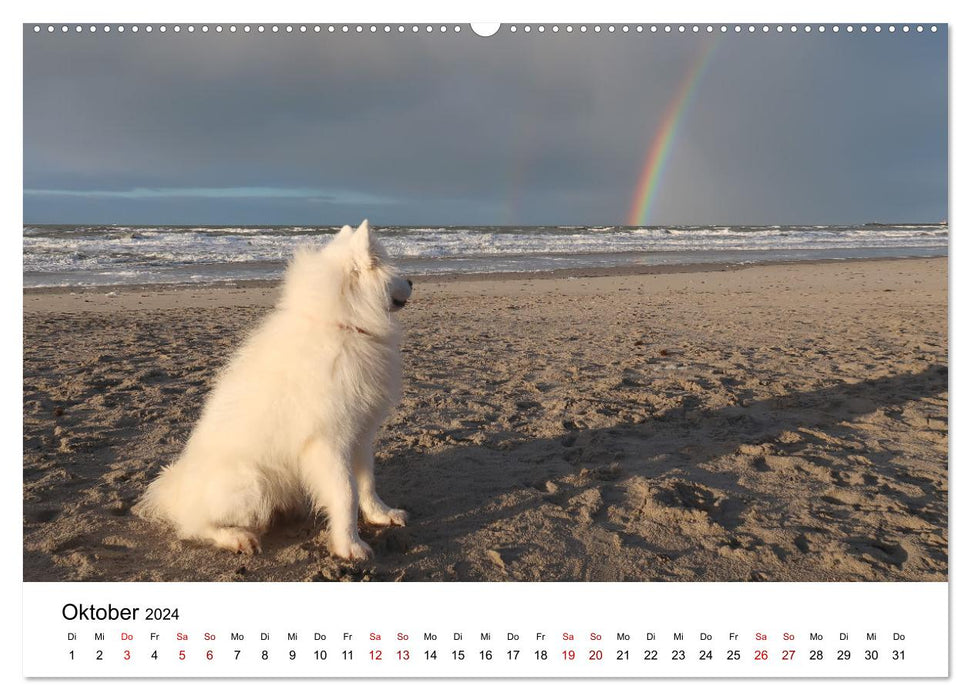 A Samoyed by the sea (CALVENDO Premium Wall Calendar 2024) 