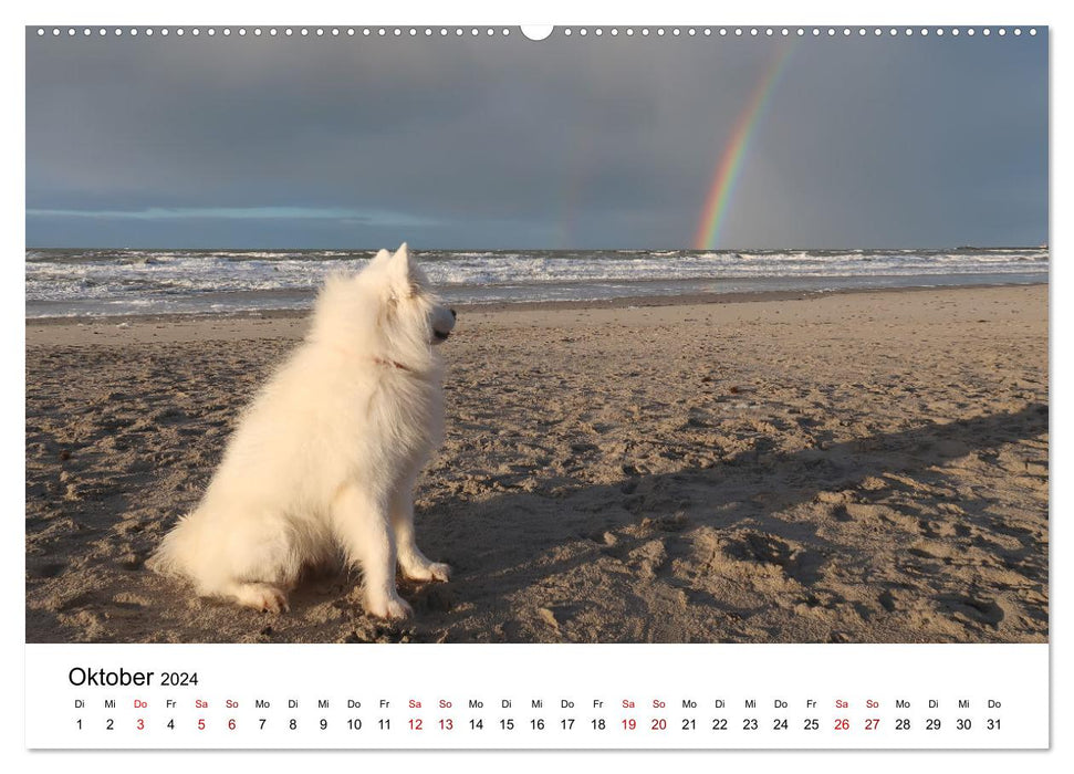 Un Samoyède au bord de la mer (Calendrier mural CALVENDO Premium 2024) 