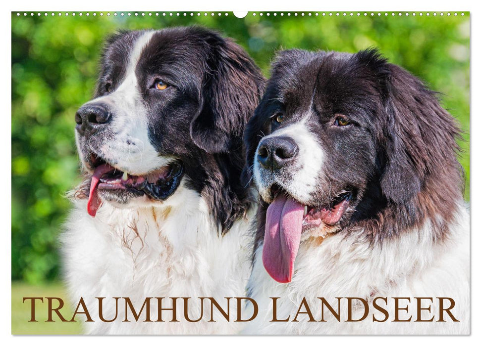 Traumhund Landseer (CALVENDO Wandkalender 2024)