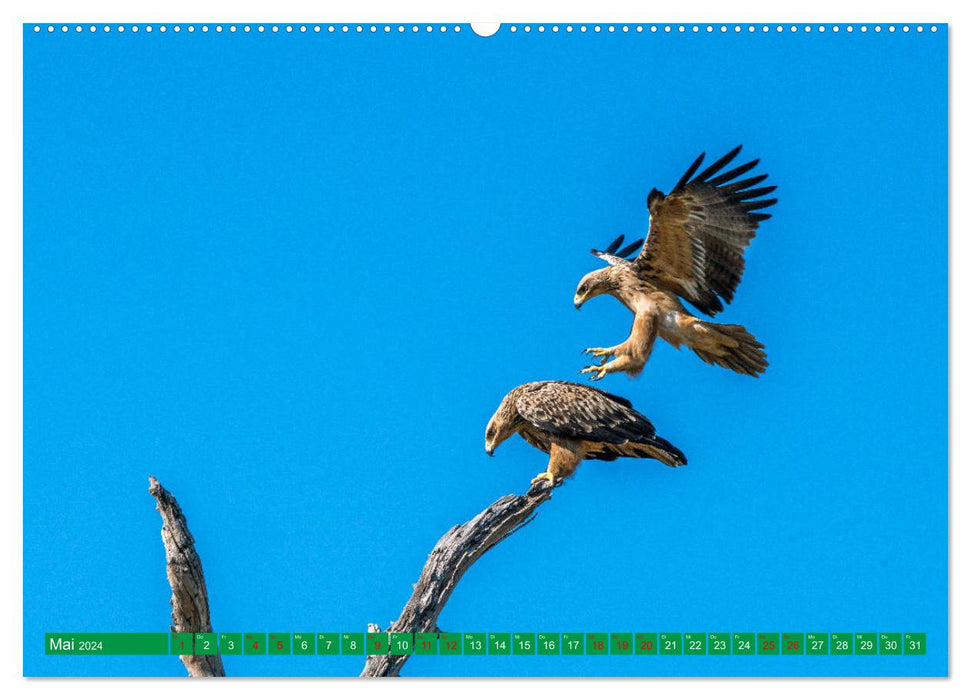 Greifvögel - wild und schön (CALVENDO Wandkalender 2024)