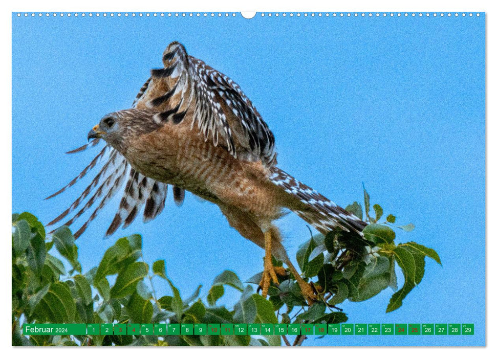 Oiseaux de proie – sauvages et beaux (Calvendo Premium Wall Calendar 2024) 