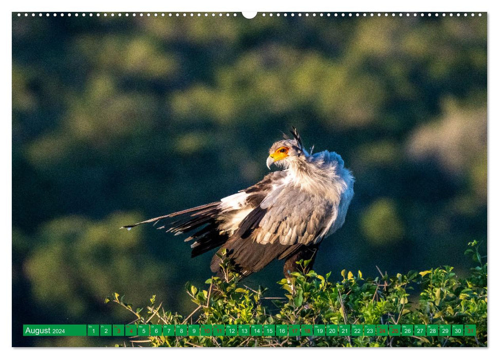 Oiseaux de proie – sauvages et beaux (Calvendo Premium Wall Calendar 2024) 