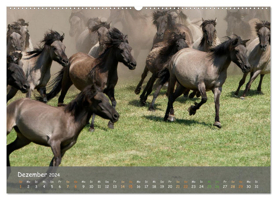 Les chevaux sauvages d'Allemagne (calendrier mural CALVENDO 2024) 