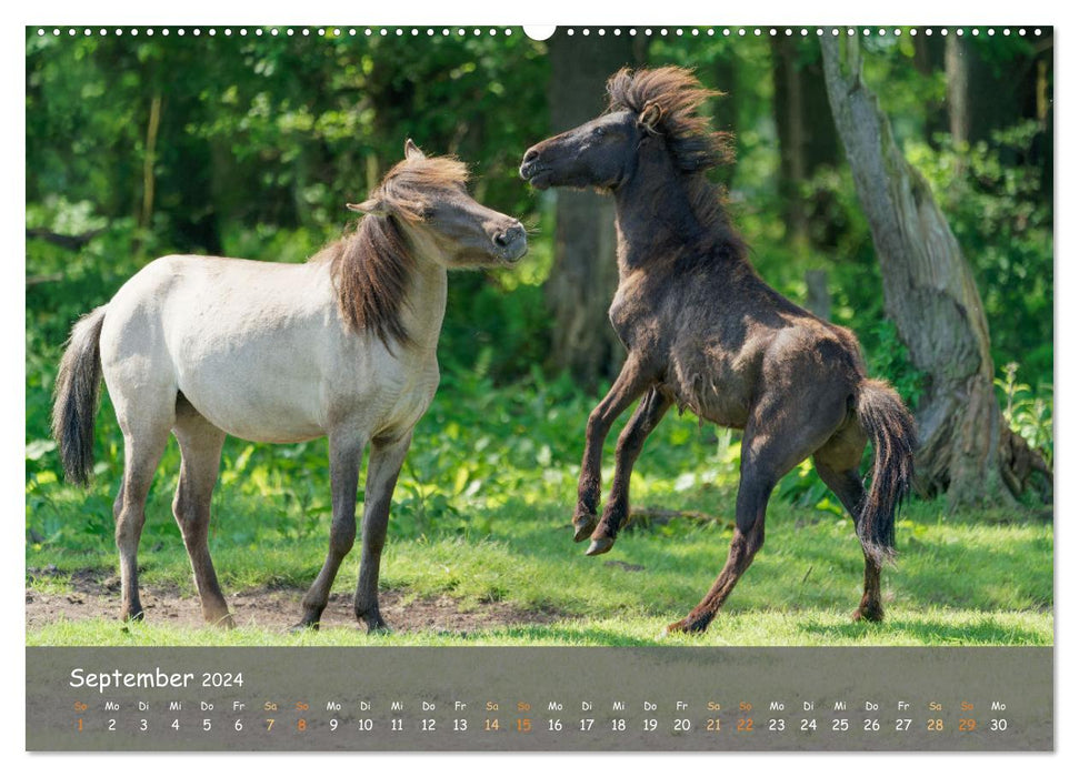 Deutschlands wildlebende Pferde (CALVENDO Wandkalender 2024)