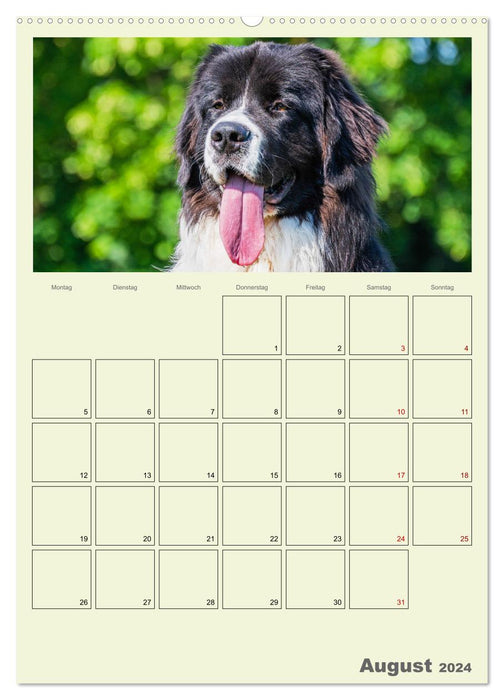Fascination Landseer - Avec un plan tout au long de l'année (Calvendo Premium Wall Calendar 2024) 