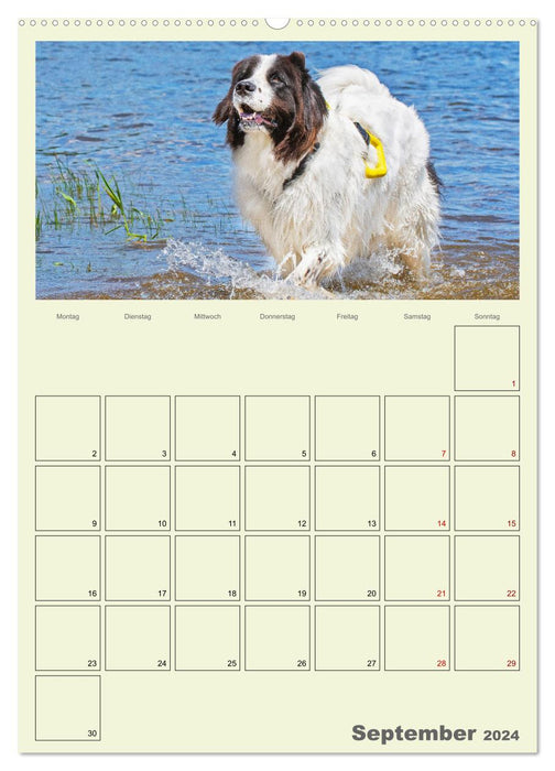 Fascination Landseer - Avec un plan tout au long de l'année (Calvendo Premium Wall Calendar 2024) 