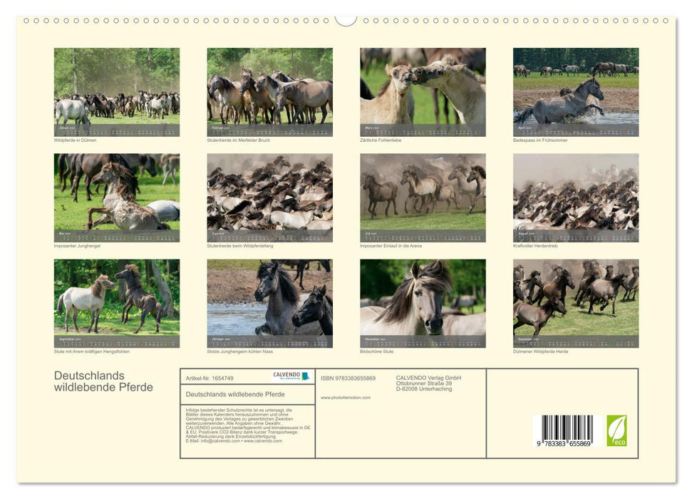 Deutschlands wildlebende Pferde (CALVENDO Premium Wandkalender 2024)