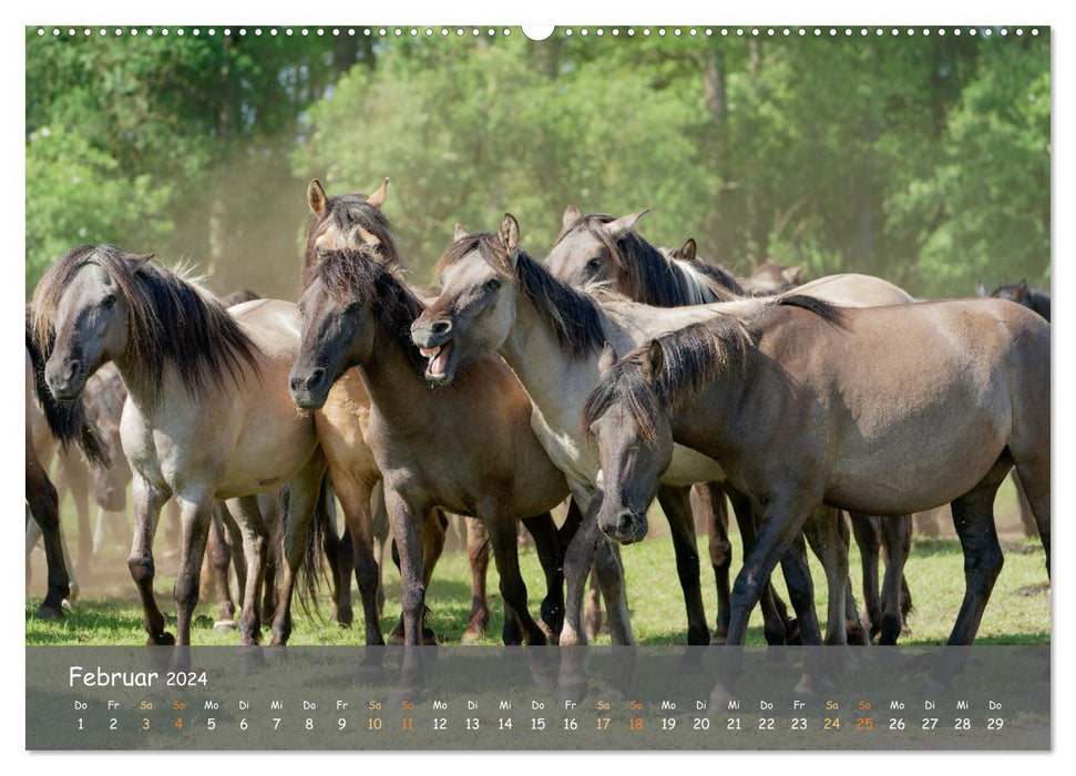 Deutschlands wildlebende Pferde (CALVENDO Premium Wandkalender 2024)