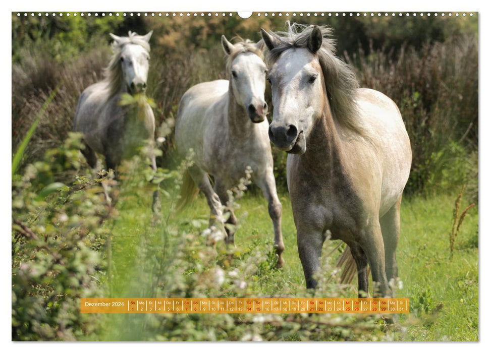 Südfrankreich - Rund um Montpellier (CALVENDO Wandkalender 2024)