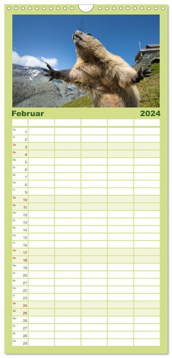 Alpenmurmeltiere - Stars vor der Kamera (CALVENDO Familienplaner 2024)