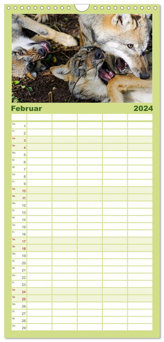 Nos loups - Un animal sauvage revient (Agenda familial CALVENDO 2024) 