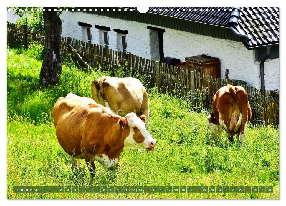 Prairies à vaches de l'Eifel (calendrier mural CALVENDO 2024) 
