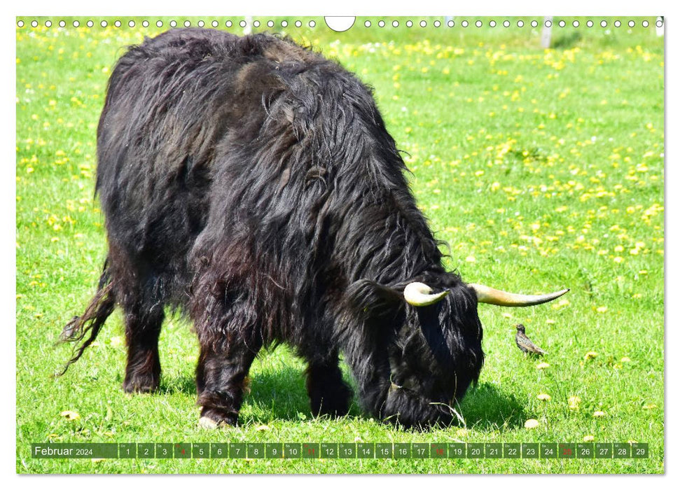 Prairies à vaches de l'Eifel (calendrier mural CALVENDO 2024) 