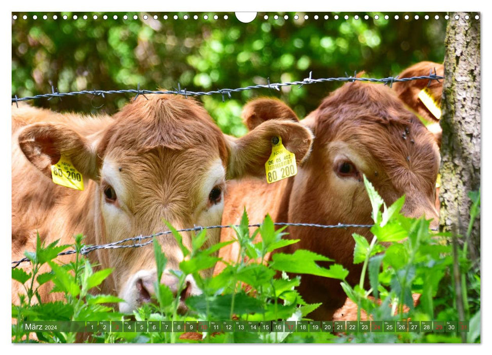 Prairies à vaches de l'Eifel (calendrier mural CALVENDO 2024) 