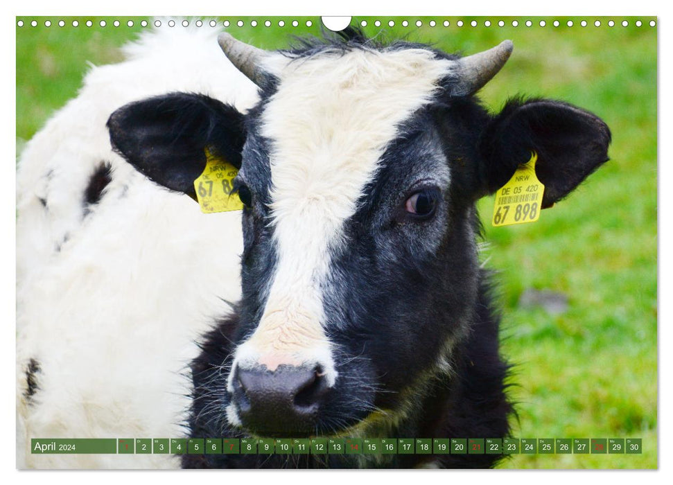 Prairies à vaches de l'Eifel (calendrier mural CALVENDO 2024) 