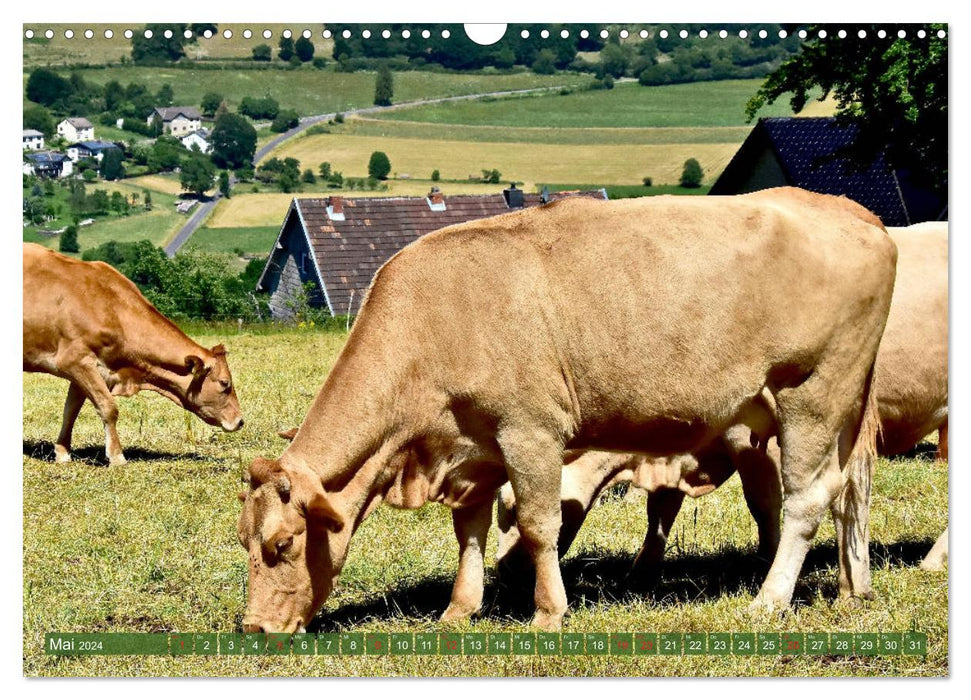 Prairies à vaches de l'Eifel (calendrier mural CALVENDO 2024) 