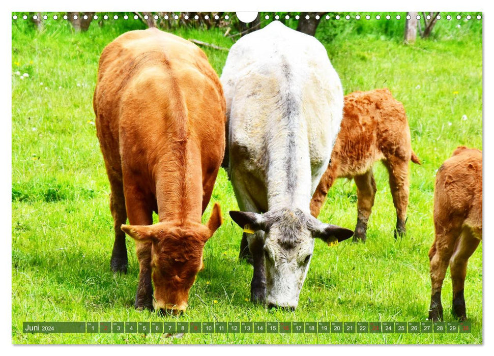 Prairies à vaches de l'Eifel (calendrier mural CALVENDO 2024) 