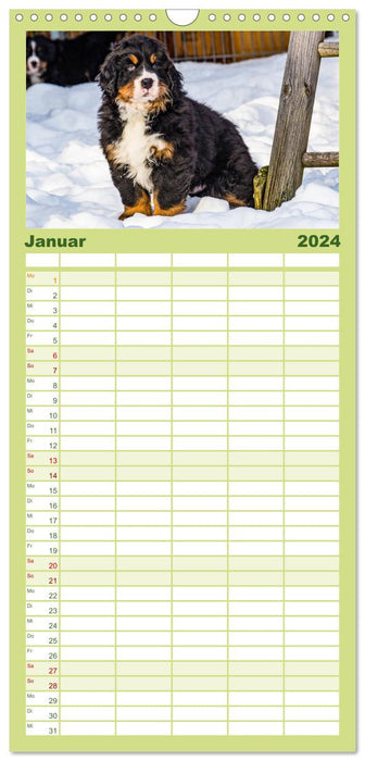 Berner Sennenhund Welpen - Bezaubernde Plüschbärchen (CALVENDO Familienplaner 2024)