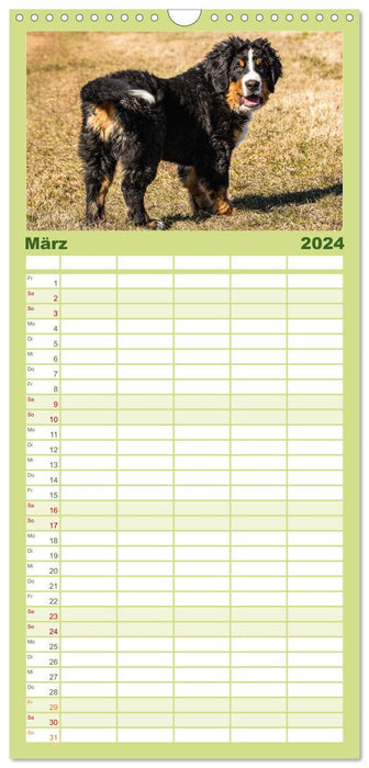 Berner Sennenhund Welpen - Bezaubernde Plüschbärchen (CALVENDO Familienplaner 2024)