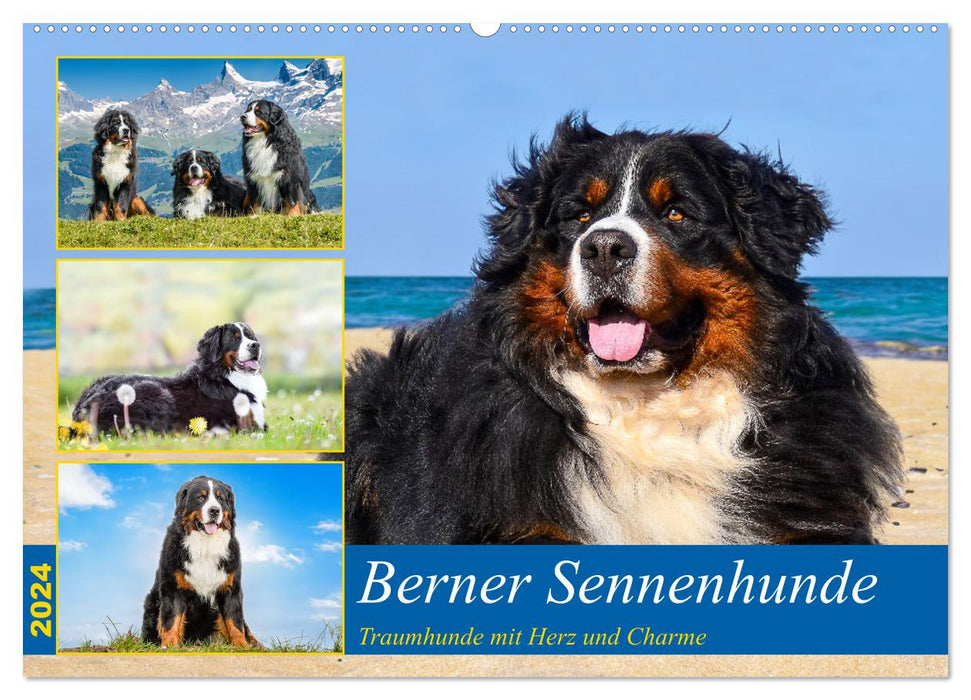 Bernese Mountain Dogs - dream dogs with charm (CALVENDO wall calendar 2024) 