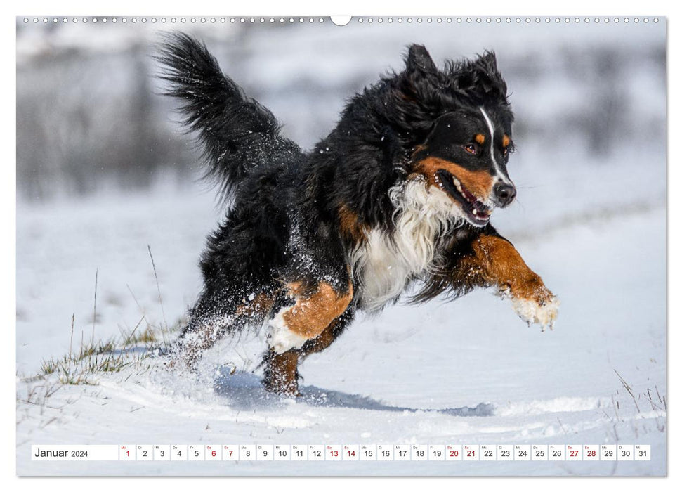 Bernese Mountain Dogs - dream dogs with charm (CALVENDO wall calendar 2024) 