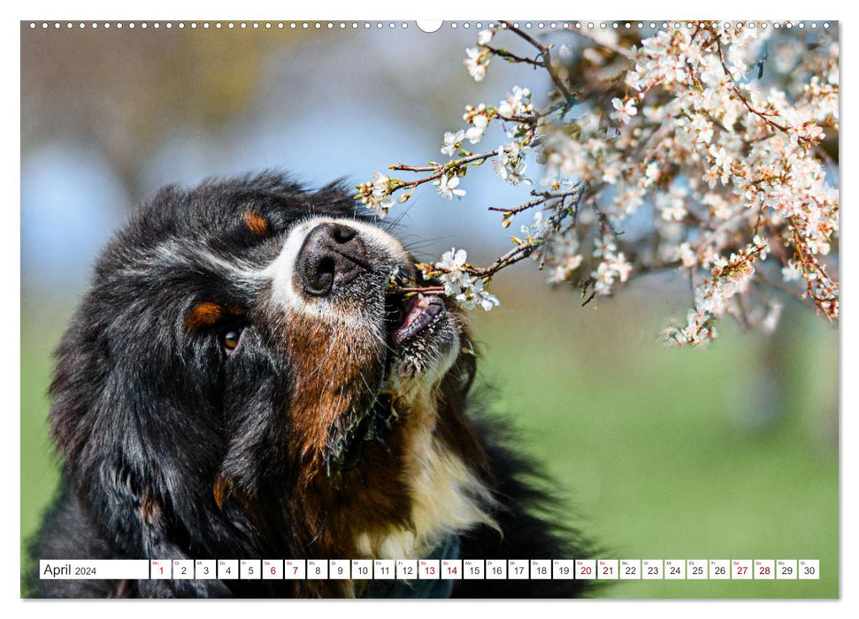 Bernese Mountain Dogs - dream dogs with charm (CALVENDO wall calendar 2024) 