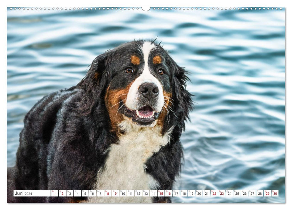 Berner Sennenhunde - Traumhunde mit Charme (CALVENDO Wandkalender 2024)