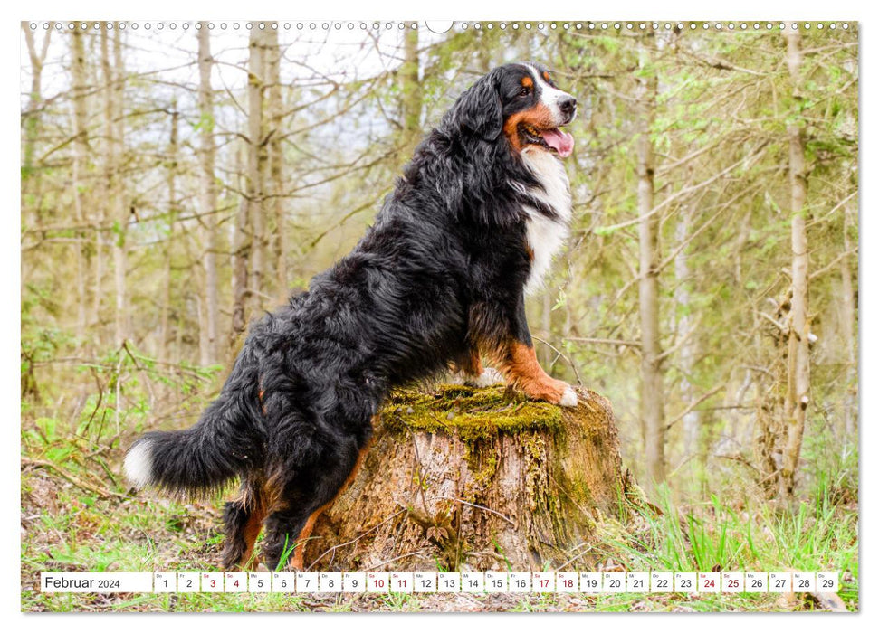 Berner Sennenhunde - Traumhunde mit Charme (CALVENDO Premium Wandkalender 2024)