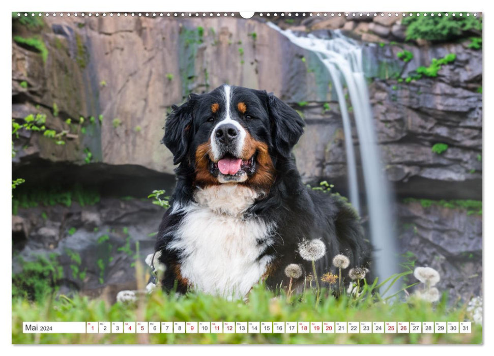 Bernese Mountain Dogs - dream dogs with charm (CALVENDO Premium Wall Calendar 2024) 