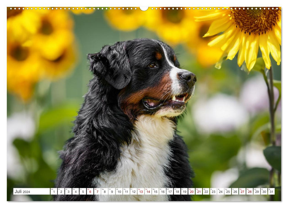 Bernese Mountain Dogs - dream dogs with charm (CALVENDO Premium Wall Calendar 2024) 