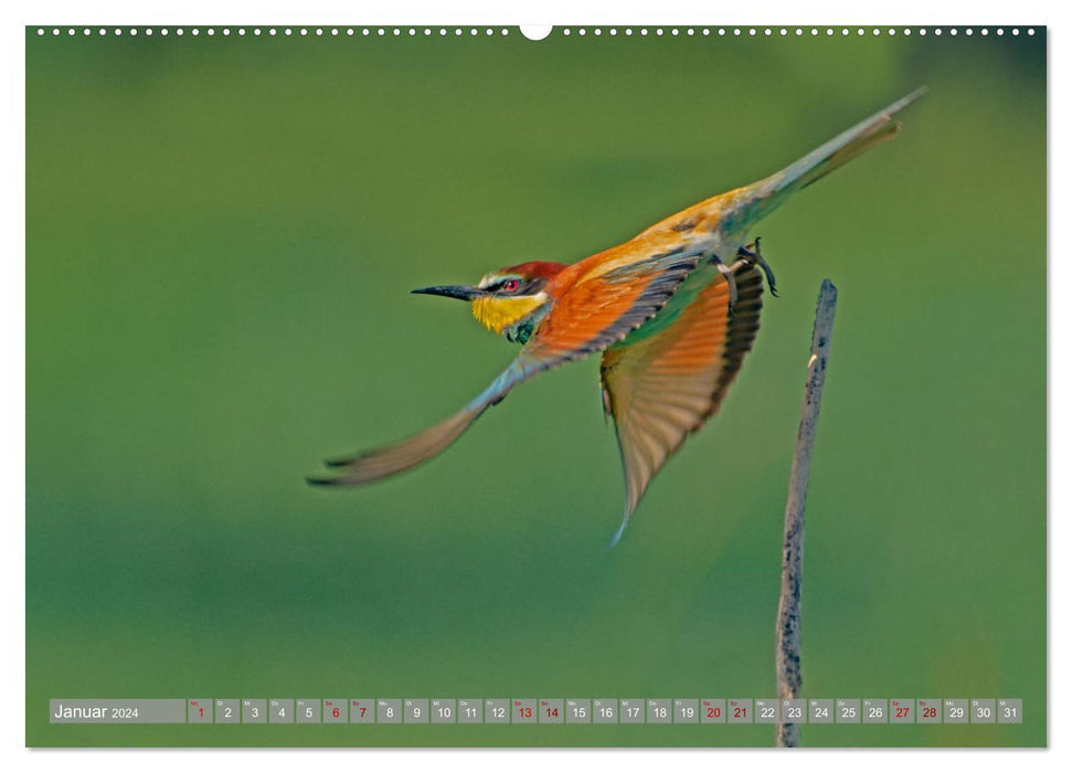 Bee-eaters in the Kaiserstuhl (CALVENDO Premium Wall Calendar 2024) 