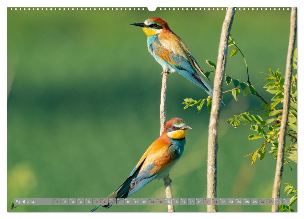 Bienenfresser im Kaiserstuhl (CALVENDO Premium Wandkalender 2024)