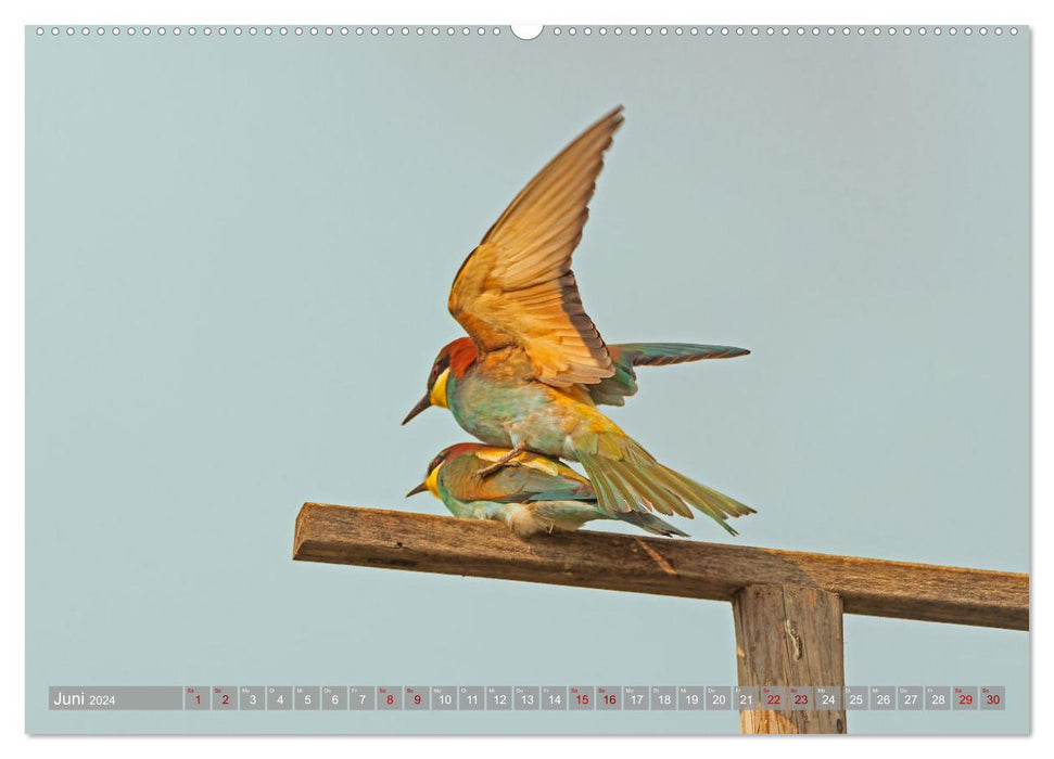 Bee-eaters in the Kaiserstuhl (CALVENDO Premium Wall Calendar 2024) 