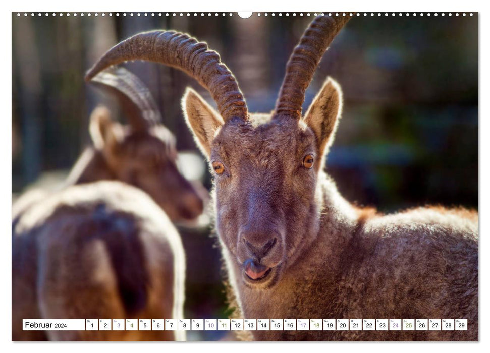 Steinböcke - imposante Tiere (CALVENDO Wandkalender 2024)