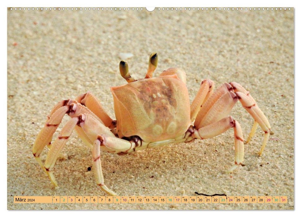 DIANI BEACH Strand Impressionen Kenia (CALVENDO Wandkalender 2024)