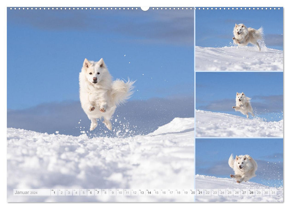 My Flying Icelandic Dog (CALVENDO Wall Calendar 2024) 