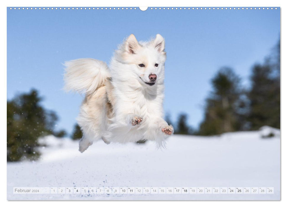 My Flying Icelandic Dog (CALVENDO Wall Calendar 2024) 