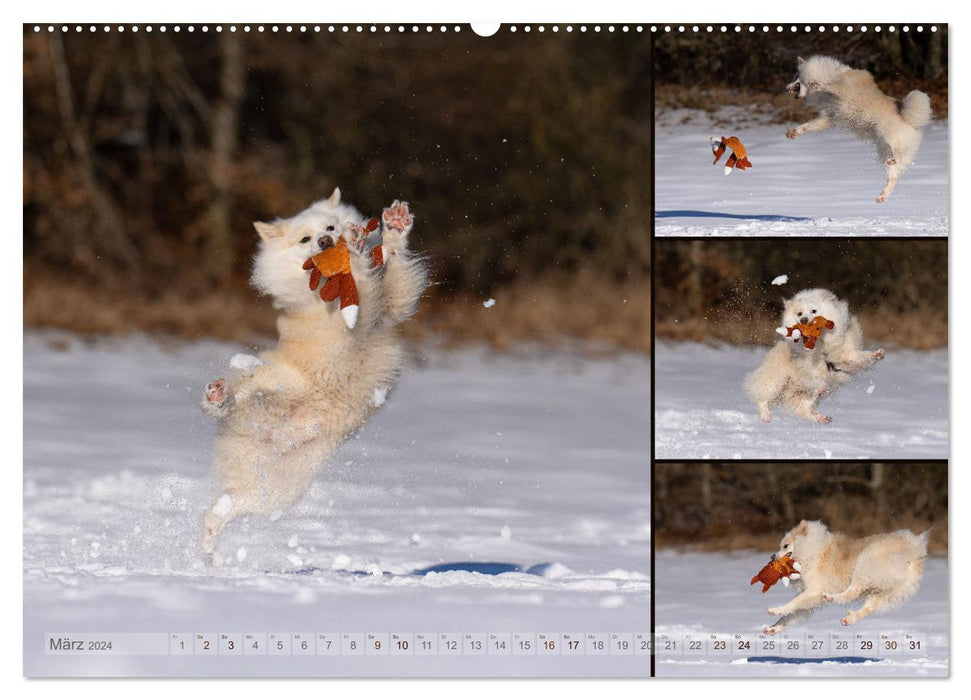 My Flying Icelandic Dog (CALVENDO Wall Calendar 2024) 