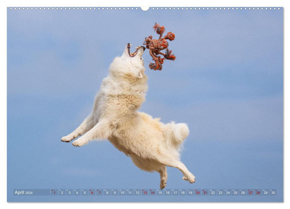 My Flying Icelandic Dog (CALVENDO Wall Calendar 2024) 