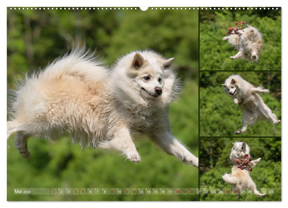 My Flying Icelandic Dog (CALVENDO Wall Calendar 2024) 