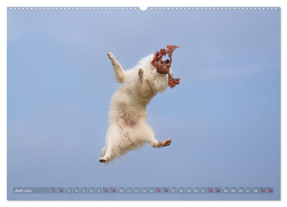 My Flying Icelandic Dog (CALVENDO Premium Wall Calendar 2024) 