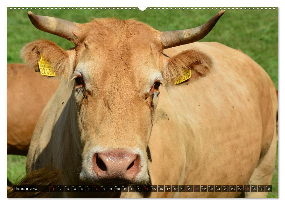 Calves and cattle (CALVENDO wall calendar 2024) 