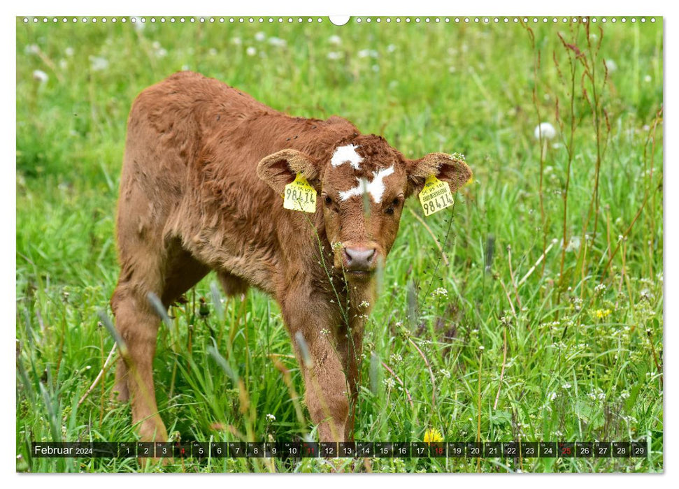 Calves and cattle (CALVENDO wall calendar 2024) 