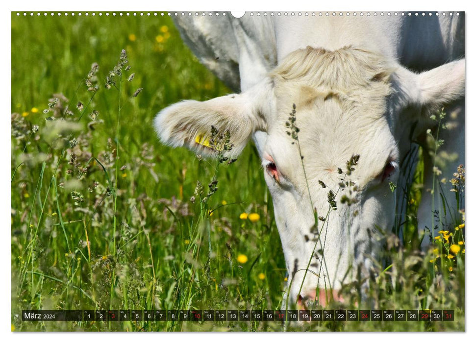 Calves and cattle (CALVENDO wall calendar 2024) 