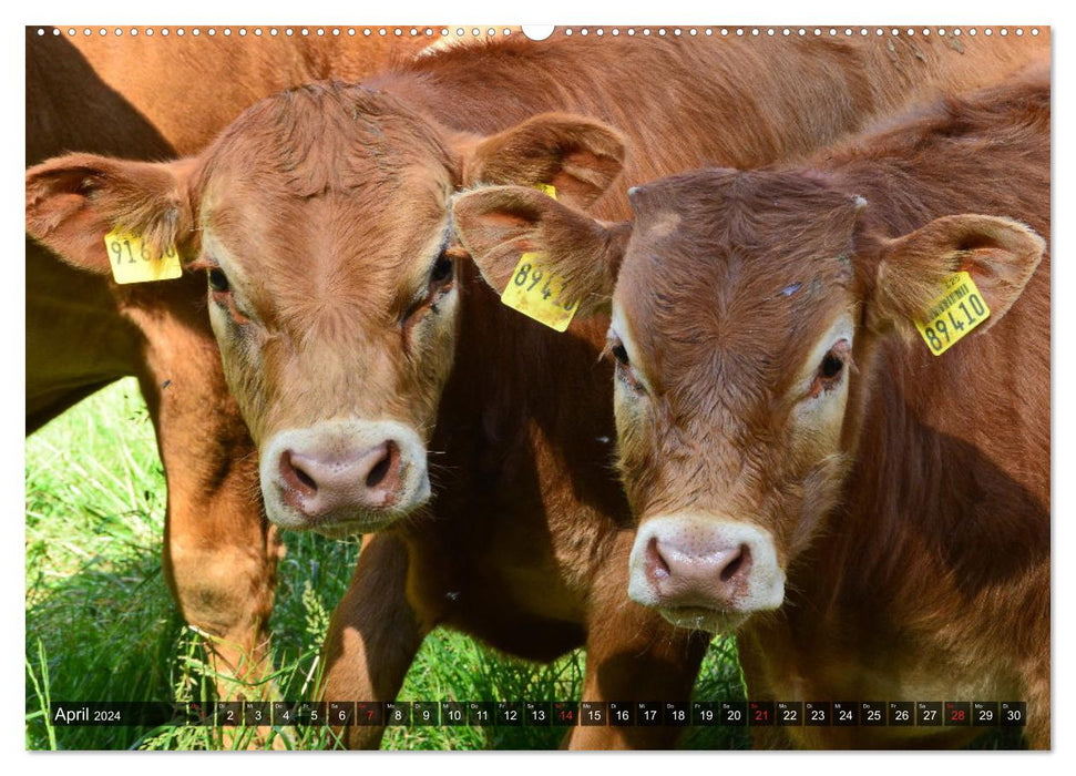 Kälber und Rinder (CALVENDO Premium Wandkalender 2024)
