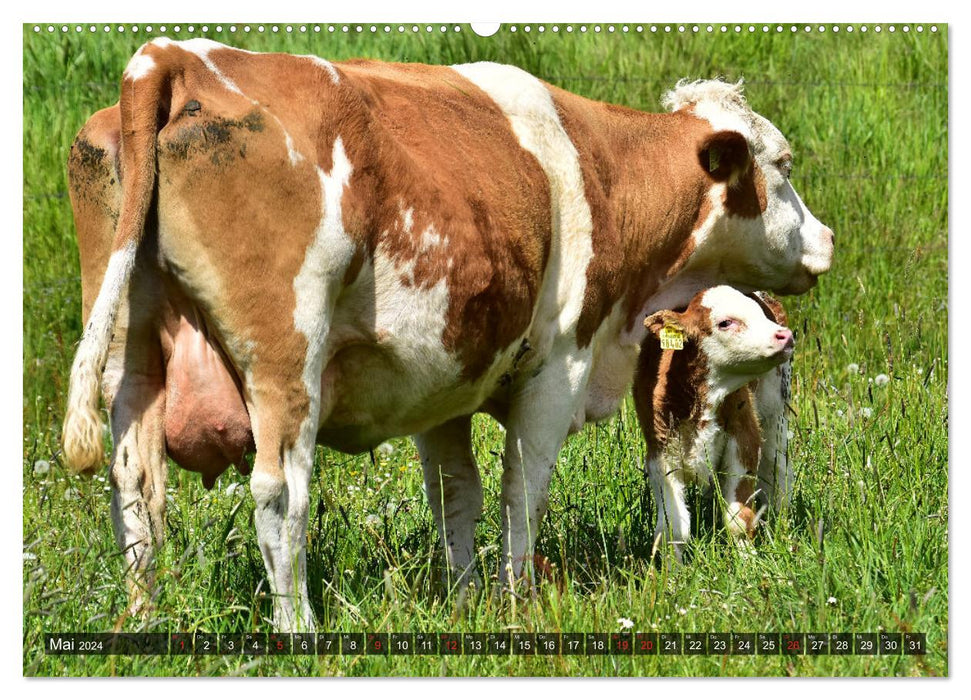 Kälber und Rinder (CALVENDO Premium Wandkalender 2024)