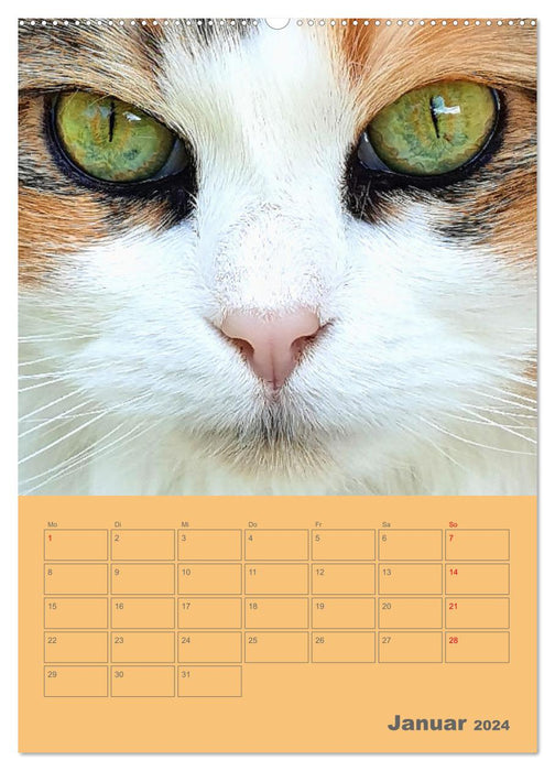 Cat Faces - Charakterstarke Katzengesichter ganz nah (CALVENDO Wandkalender 2024)