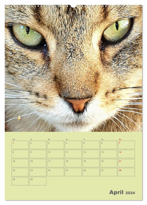 Cat Faces - Strong character cat faces up close (CALVENDO wall calendar 2024) 