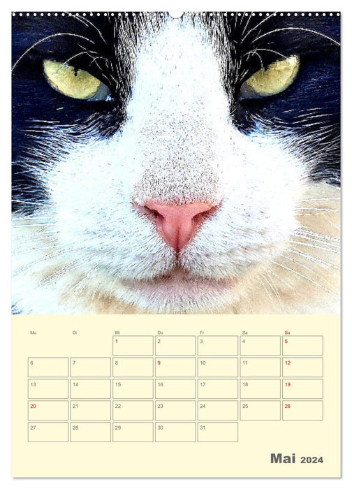 Cat Faces - Strong character cat faces up close (CALVENDO wall calendar 2024) 