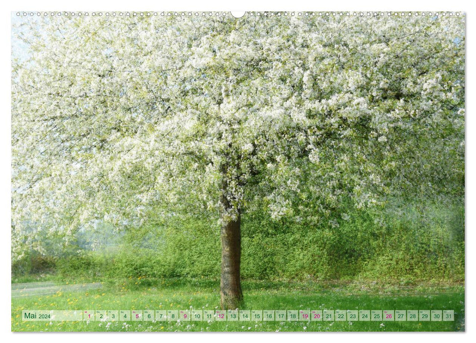 Vielfalt der Bäume - variety of trees (CALVENDO Wandkalender 2024)